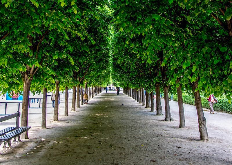 Row of trees and benches at Le Jardin du Palais Royal in Paris
