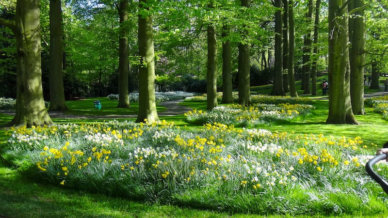 Lush greenery at Keukenhof Gardens