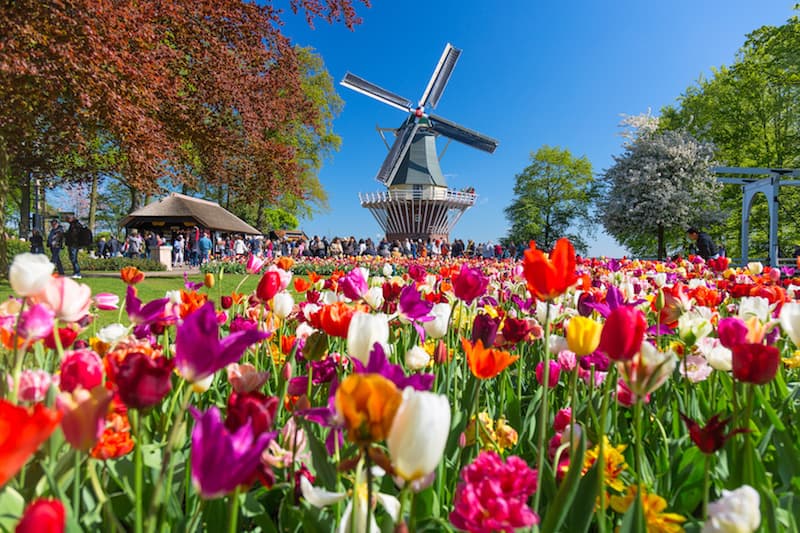 Windmill and tulips at Keukenhof Gardens in Lisse, Netherlands