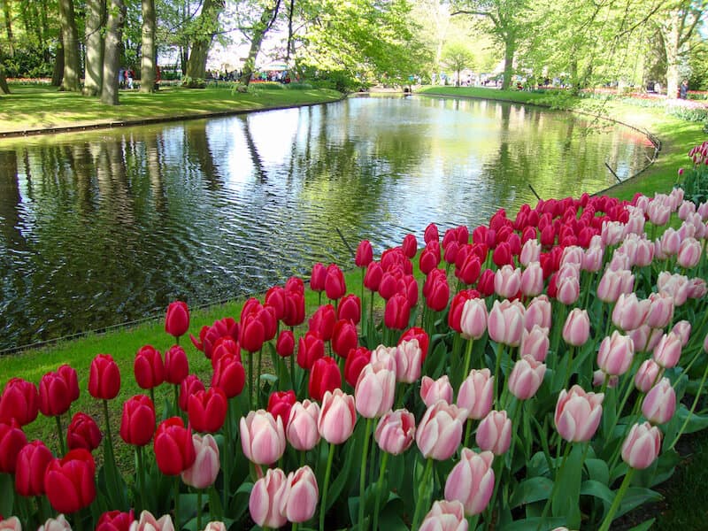 Tulips lining a canal at Keukenhof Gardens